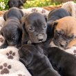 Cane Corso kiskutyák