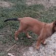 Belga juhász, malinois kiskutya eladó