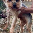 Yorkshire terrier szuka