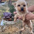 Yorkshire terrier szuka