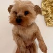 Yorkshire terrier szuka