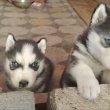 5hetes Husky kiskutyák foglalhatók Kecskeméten.