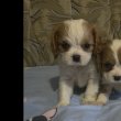 Eladó cavalier blenheim szinű kan kiskutya!!