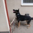 szuka németjuhász gazdit keres