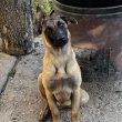 Belga juhász/ malinois kiskutya 