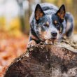 Ausztrál pásztorkutya, Cattle Dog