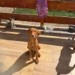 Kölyök vizsla 