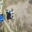 Fiú border collie