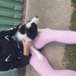 Fiú border collie