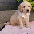 Golden Retriever kölyök kutyusok