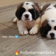 Költözhető bernáthegyi kölykök szuka /kan