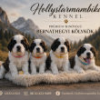 Költözhető bernáthegyi kölykök szuka /kan