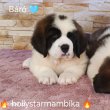 Költözhető bernáthegyi kölykök szuka /kan