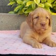Golden Retriever kölyök kutyusok