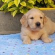 Golden Retriever kölyök kutyusok
