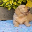 Golden Retriever kölyök kutyusok