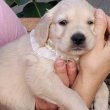 Golden Retriever kölyök kutyusok