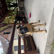 Bullmasztiff szuka kölyök