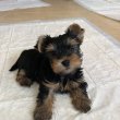 Yorkshire terrier fiúk 