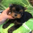 Yorkshire terrier fiúk 