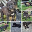 Cane corso kisfiú kutyák gazdit keresnek