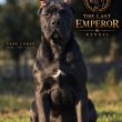 Cane Corso – szuka kölyök