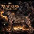 Cane Corso – szuka kölyök