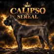 Cane Corso – szuka kölyök