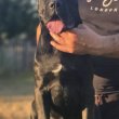 Cane Corso – szuka kölyök