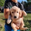 Golden retriever kiskutyák