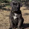 Cane Corso kiskutya