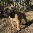 Cane Corso kiskutya