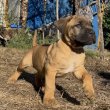 Cane Corso kiskutya