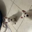 Gyönyörű Westie kiskutyák eladók!