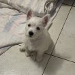 Gyönyörű Westie kiskutyák eladók!