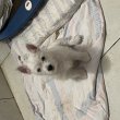 Gyönyörű Westie kiskutyák eladók!