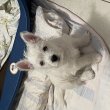 Gyönyörű Westie kiskutyák eladók!
