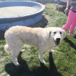 Kuvasz kutyák új otthonukat keresik