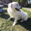 Kuvasz kutyák új otthonukat keresik