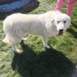 Kuvasz kutyák új otthonukat keresik