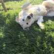 Kuvasz kutyák új otthonukat keresik