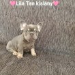 Francia Bulldog kiskutyák eladók 