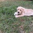 Labrador 