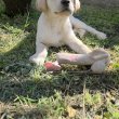 Labrador 