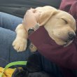 Labrador 