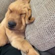 Labrador 