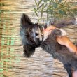 Yorkipoo kiskutyák