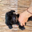 Yorkipoo kiskutyák
