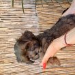 Yorkipoo kiskutyák