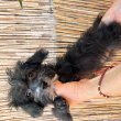 Yorkipoo kiskutyák